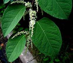 knotweed