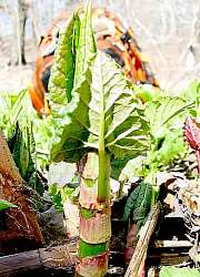 knotweed shoots