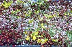 sedum in flower