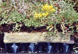 flat roof system
