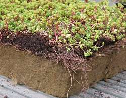 sedum substrate