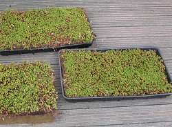 sedum in trays