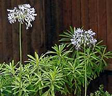 Image of flowers
