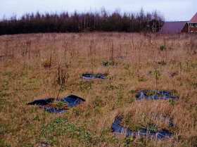 Image of planted trees