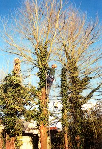 tree surgery #2