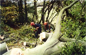 tree surgery #3