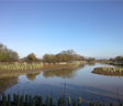 Balancing Pond in North Bersted